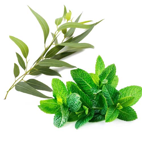 mata_eukalyptus